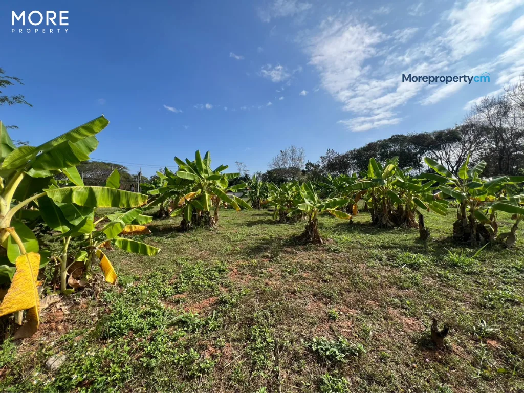 ขายที่ดินผืนใหญ่ 9 ไร่เศษ พร้อมโกดัง 2,975 ตร.ม. ทำเลทองติดถนนใหญ่บ้านถวาย-หางดง - 22