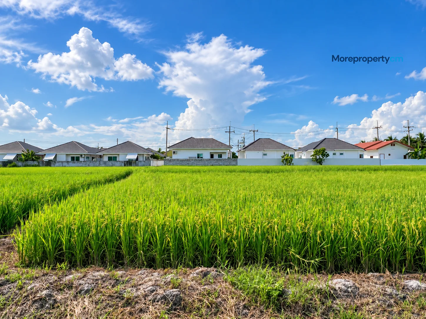 ให้เช่าบ้านเดี่ยว 2 ชั้น สไตล์โมเดิร์น วิวทุ่งนา หางดง - 26
